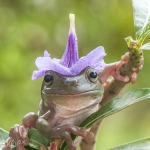 Meet your Posher, Lie